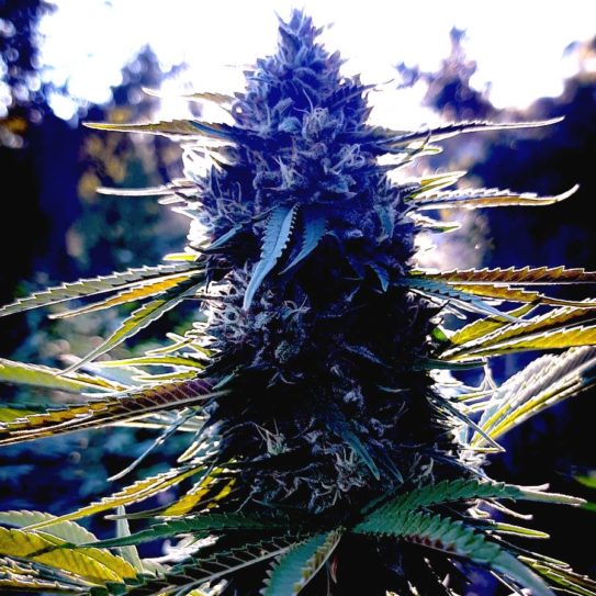 Fleurs de CBD