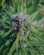 Moon Pineapple – Image 2